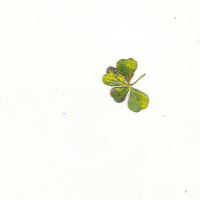 Green Plus Clover.jpg