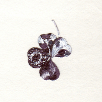 Purple and White Clover.jpg